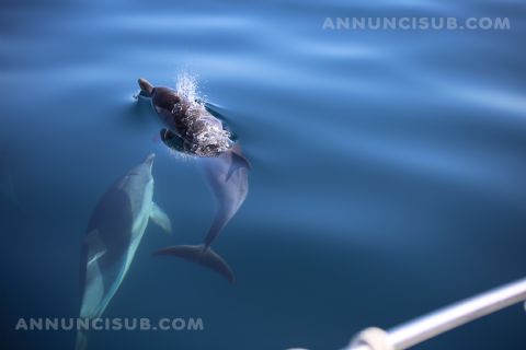 Sicily Faro Diving 